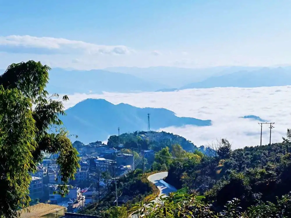 2023年邦東古樹春茶品質(zhì)如何？