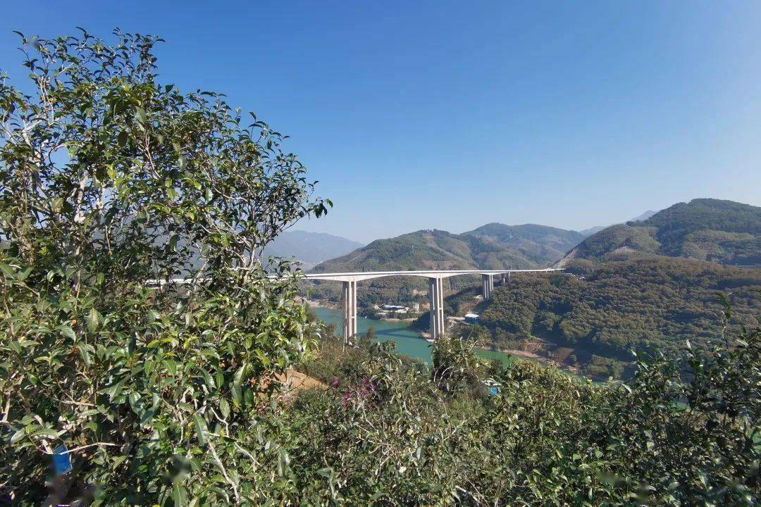 2023年邦東古樹春茶口感怎么樣？