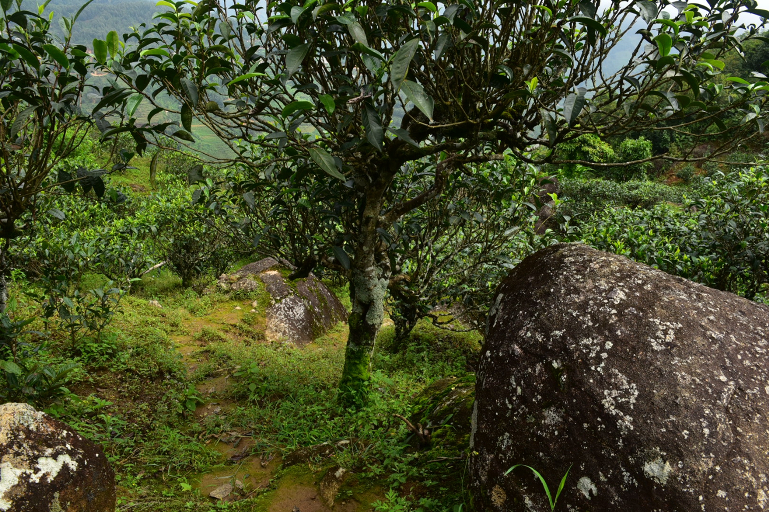 2023年邦東古樹春茶特點是什么？