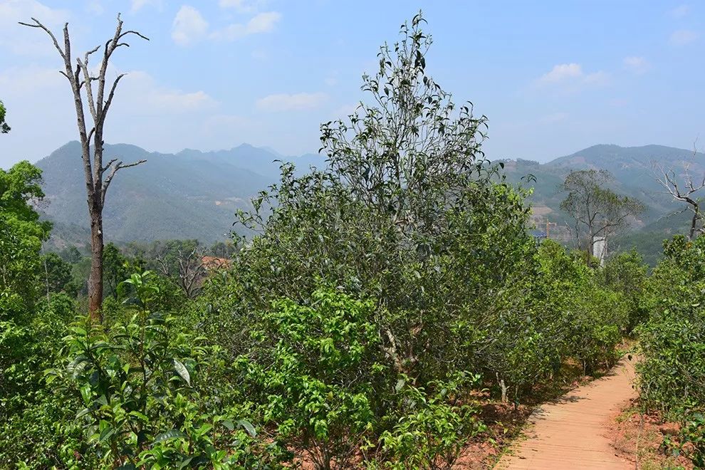 2023年邦東古樹春茶價格是多少？