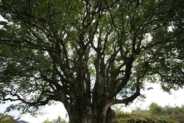 2023年香竹箐古樹春茶品質怎么樣？