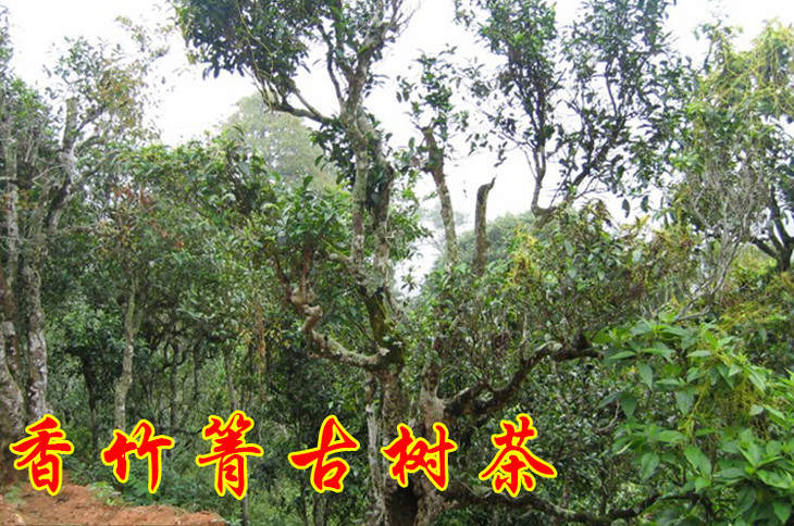 2023年香竹箐古樹春茶價格是多少？