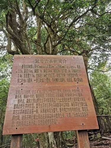 2023年大雪山古樹春茶特點是什么？