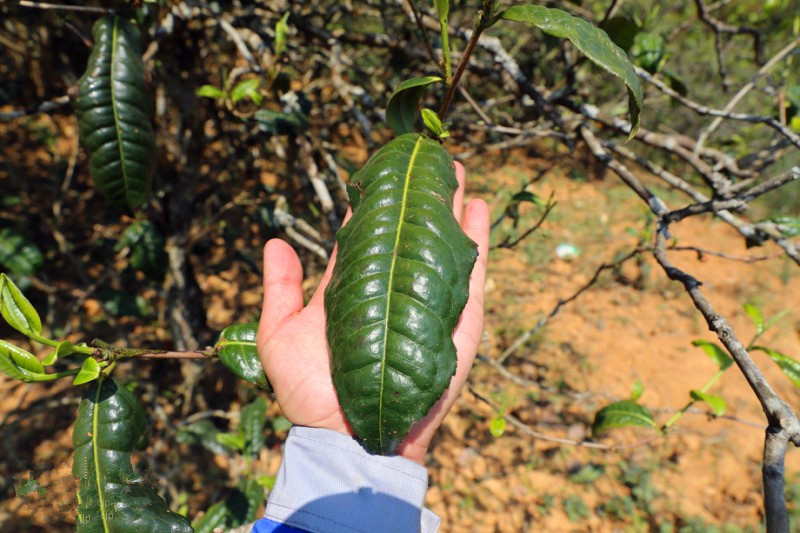 2023年忙肺古樹春茶品質(zhì)怎么樣？