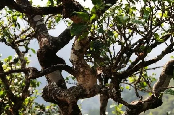 2023年忙肺古樹春茶價格是多少？