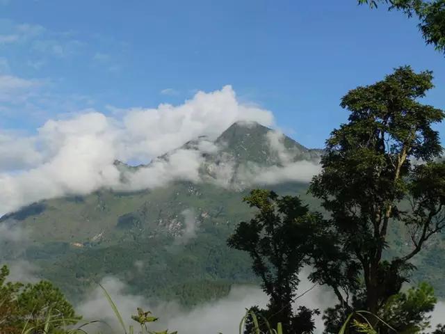 2023年忙肺古樹春茶多少一公斤？