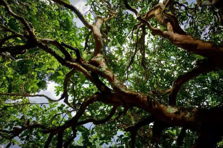 2023年那罕古樹春茶價格是多少？