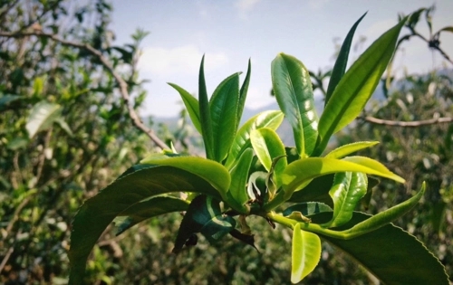 2023年小戶賽古樹(shù)春茶品質(zhì)怎么樣？