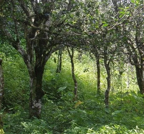 2023年小戶賽古樹春茶價(jià)格多少？