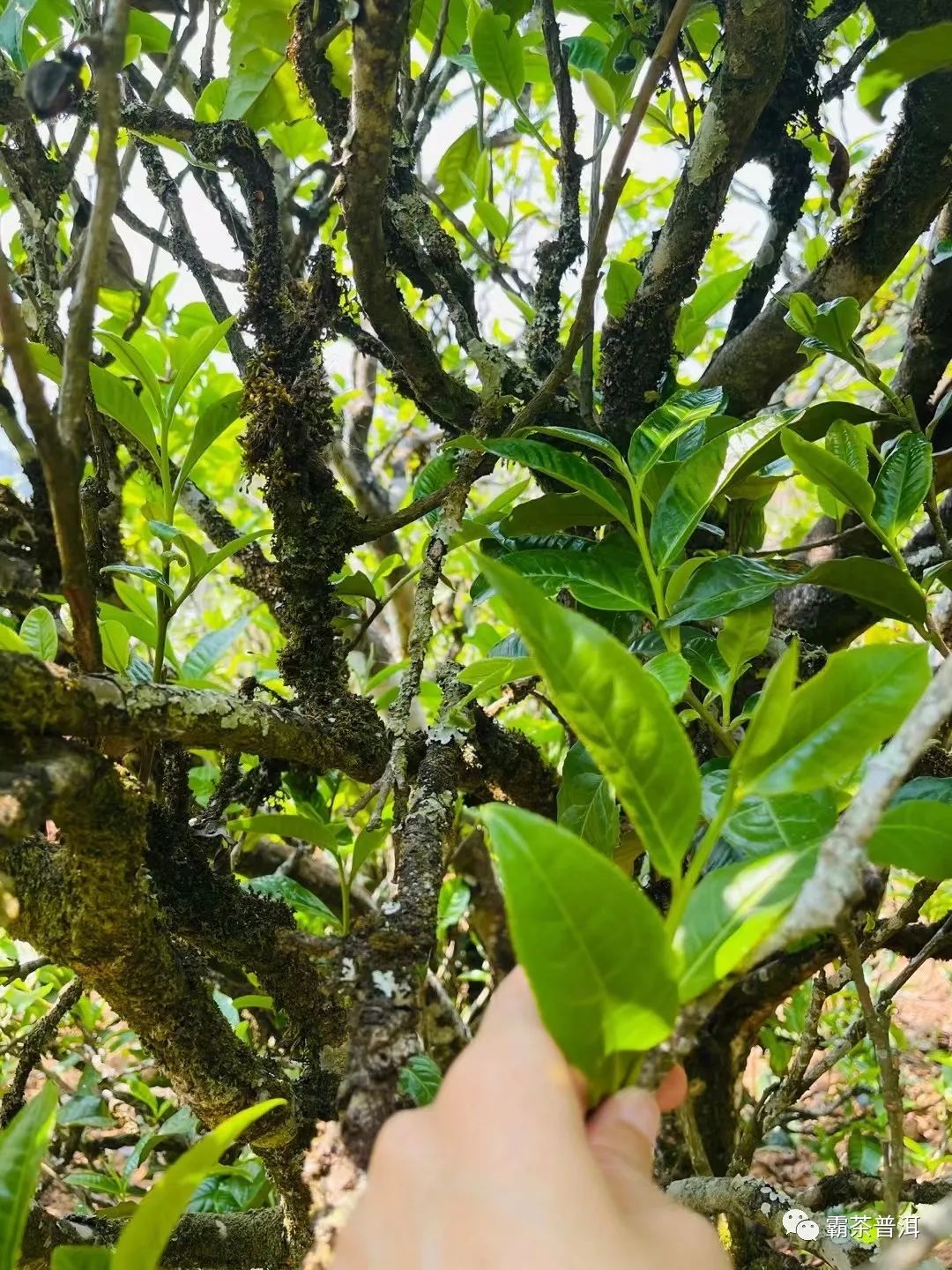 2023年正氣塘古樹春茶品質(zhì)如何？