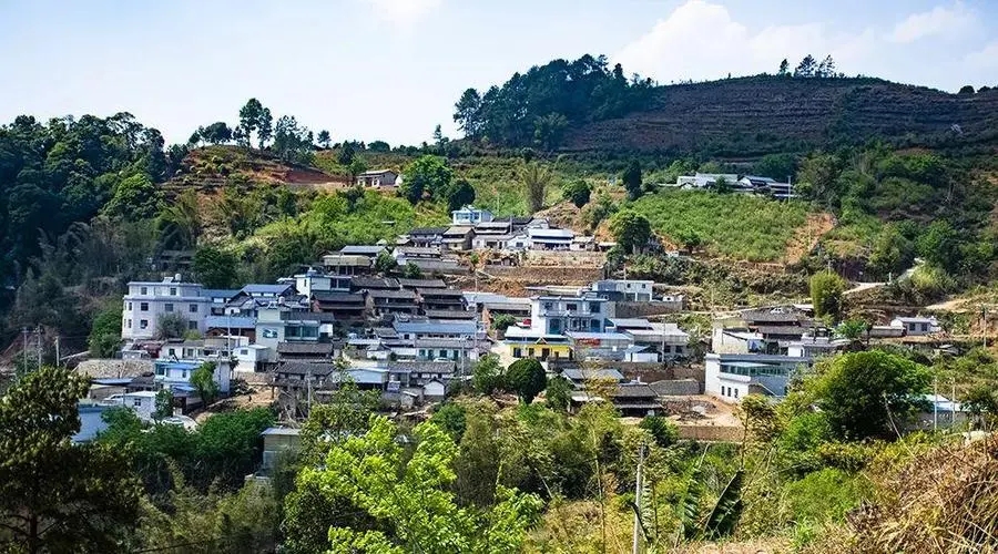 2023年正氣塘古樹(shù)春茶口感如何？