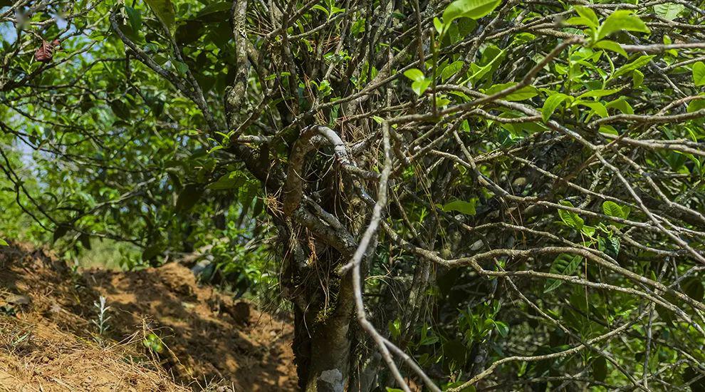 2023年正氣塘古樹春茶特點(diǎn)是什么？