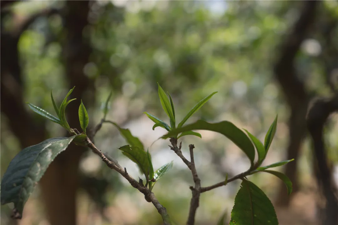 2023年壩糯古樹春茶品質(zhì)如何?