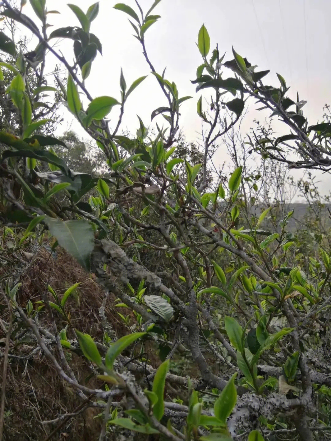 2023年壩糯古樹(shù)春茶多少一公斤？