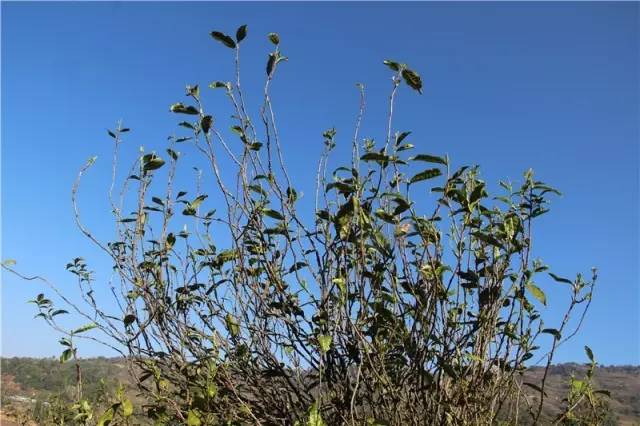 2023年那蕉古樹春茶品質(zhì)如何？