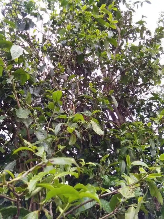 2023年那蕉古樹(shù)春茶口感怎么樣？