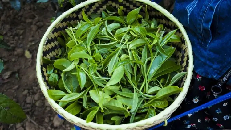 2023年那蕉古樹春茶特點是什么？