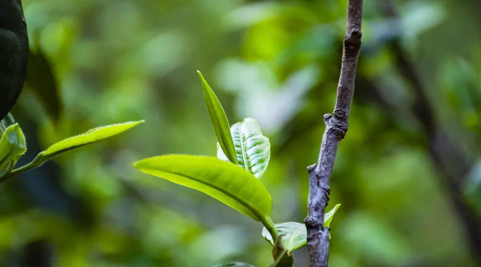 2023年那蕉古樹春茶價格是多少?