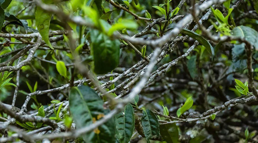 2023年那蕉古樹春茶多少一公斤？