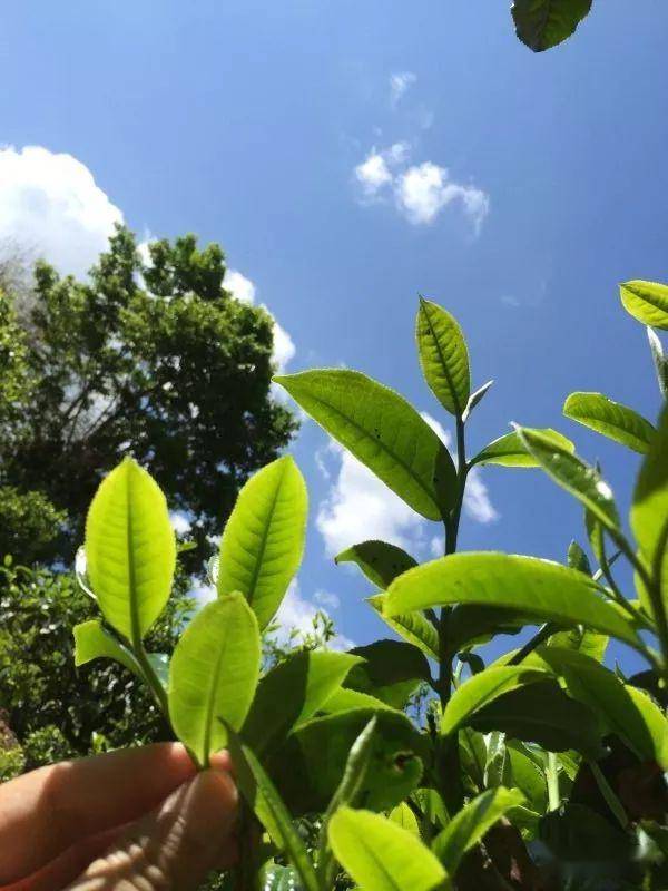 2023年南迫古樹春茶價格是多少？