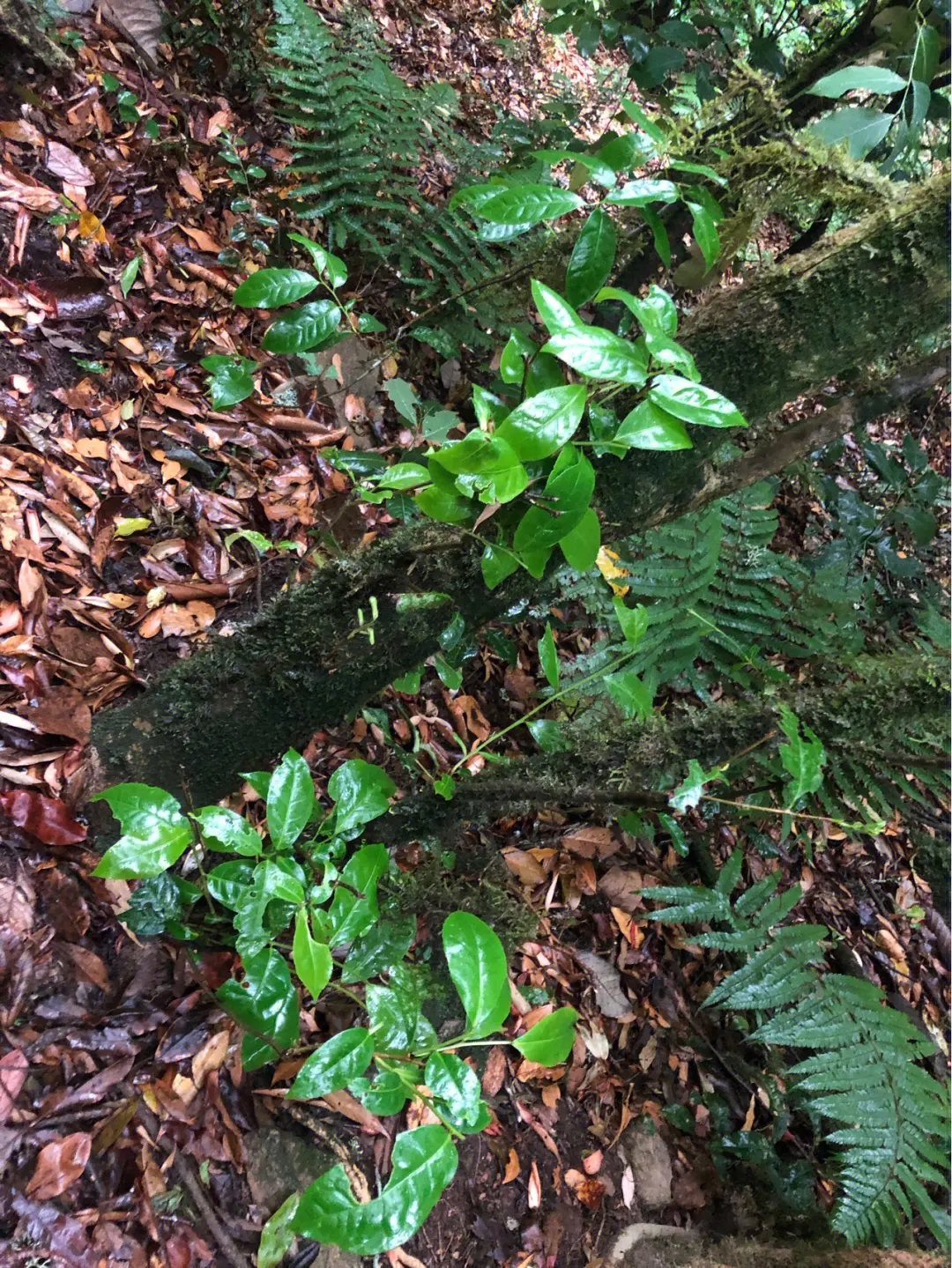 2023年南迫古樹(shù)春茶多少一公斤？