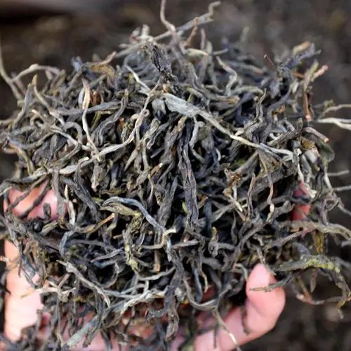 2023年地界古樹(shù)春茶品質(zhì)如何？