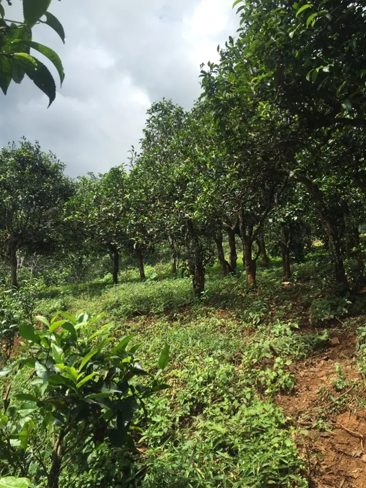 2023年地界古樹(shù)春茶特點(diǎn)是什么？