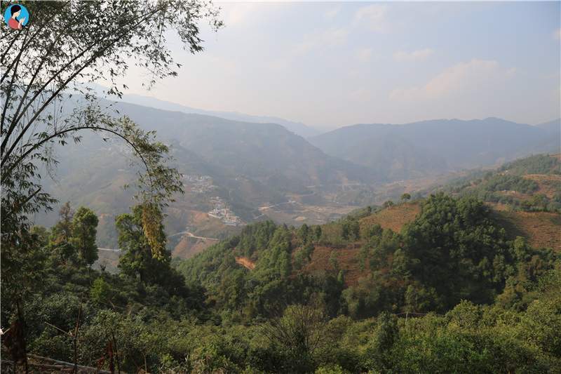 2023年壩歪古樹春茶品質(zhì)如何？