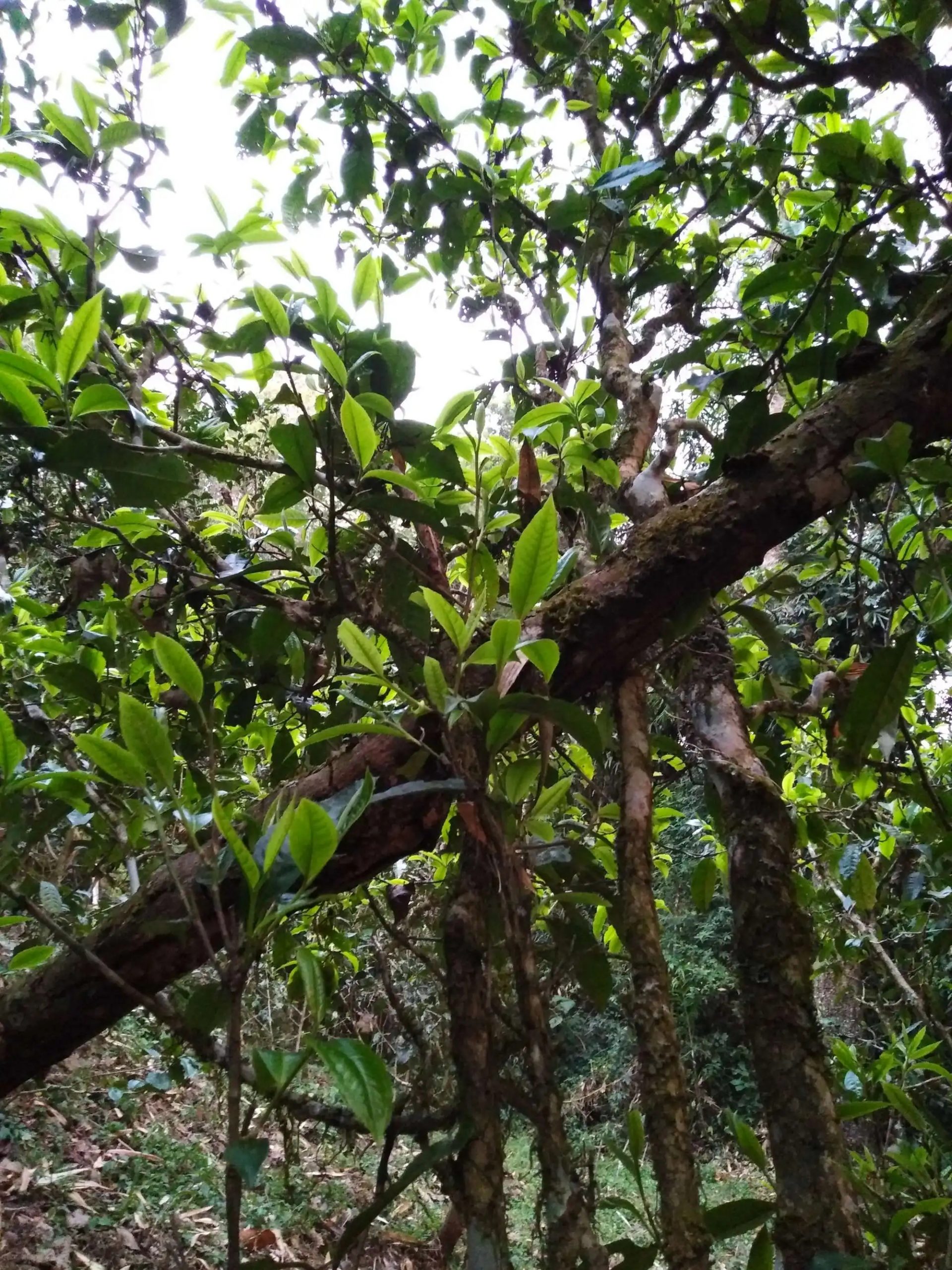 2023年糯伍古樹(shù)春茶品質(zhì)如何？