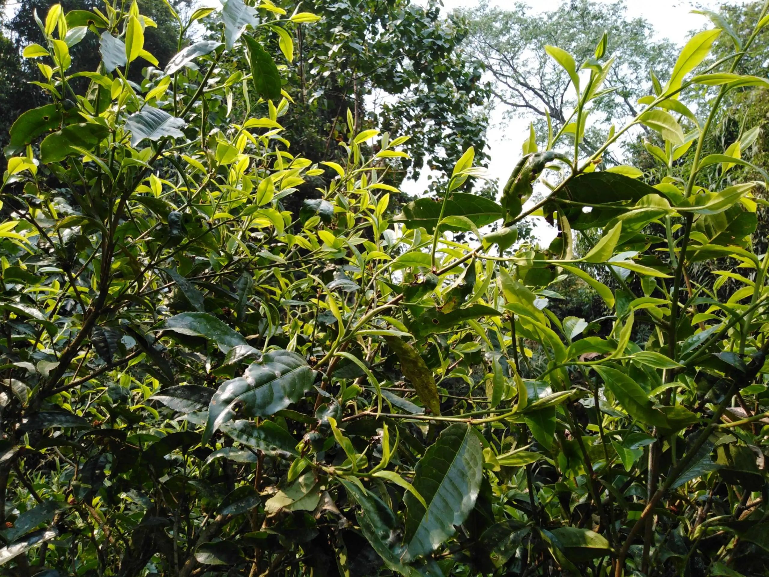 2023糯伍古樹(shù)春茶口感怎么樣？