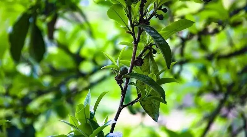 2023糯伍古樹春茶價(jià)格是多少？