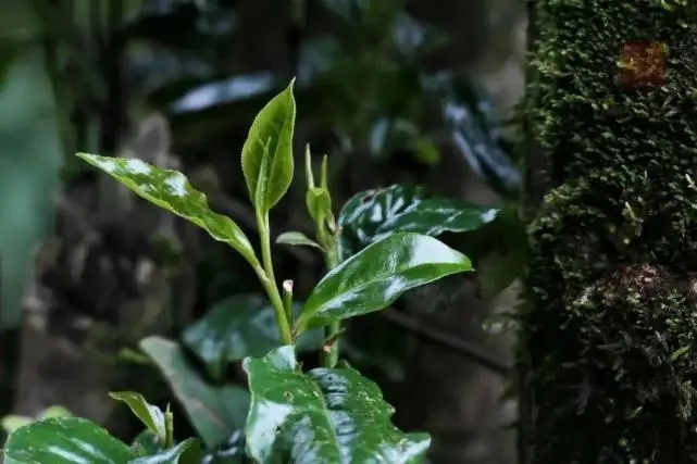 2023年薄荷塘古樹春茶品質(zhì)怎么樣？