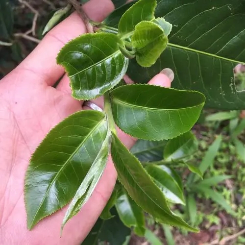 2023年薄荷塘古樹(shù)春茶口感如何？