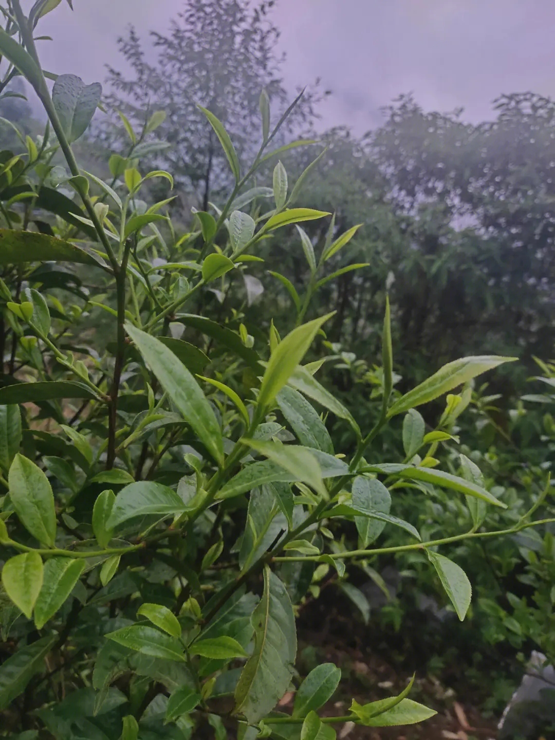 2023年薄荷塘古樹春茶特點(diǎn)？