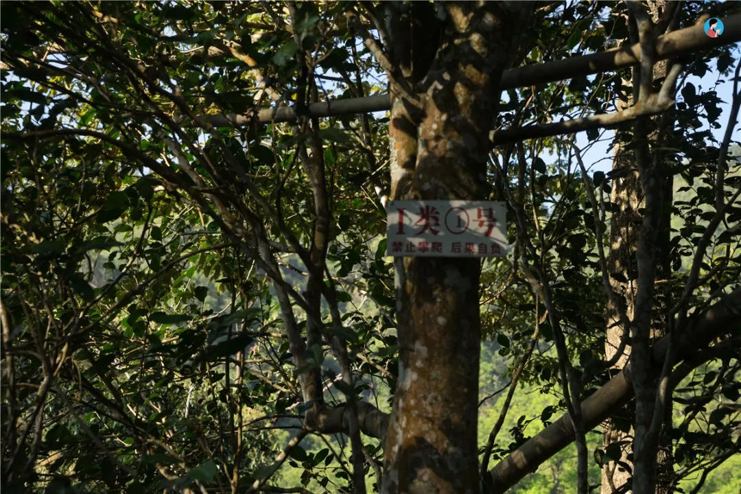 2023年薄荷塘古樹春茶價格是多少？