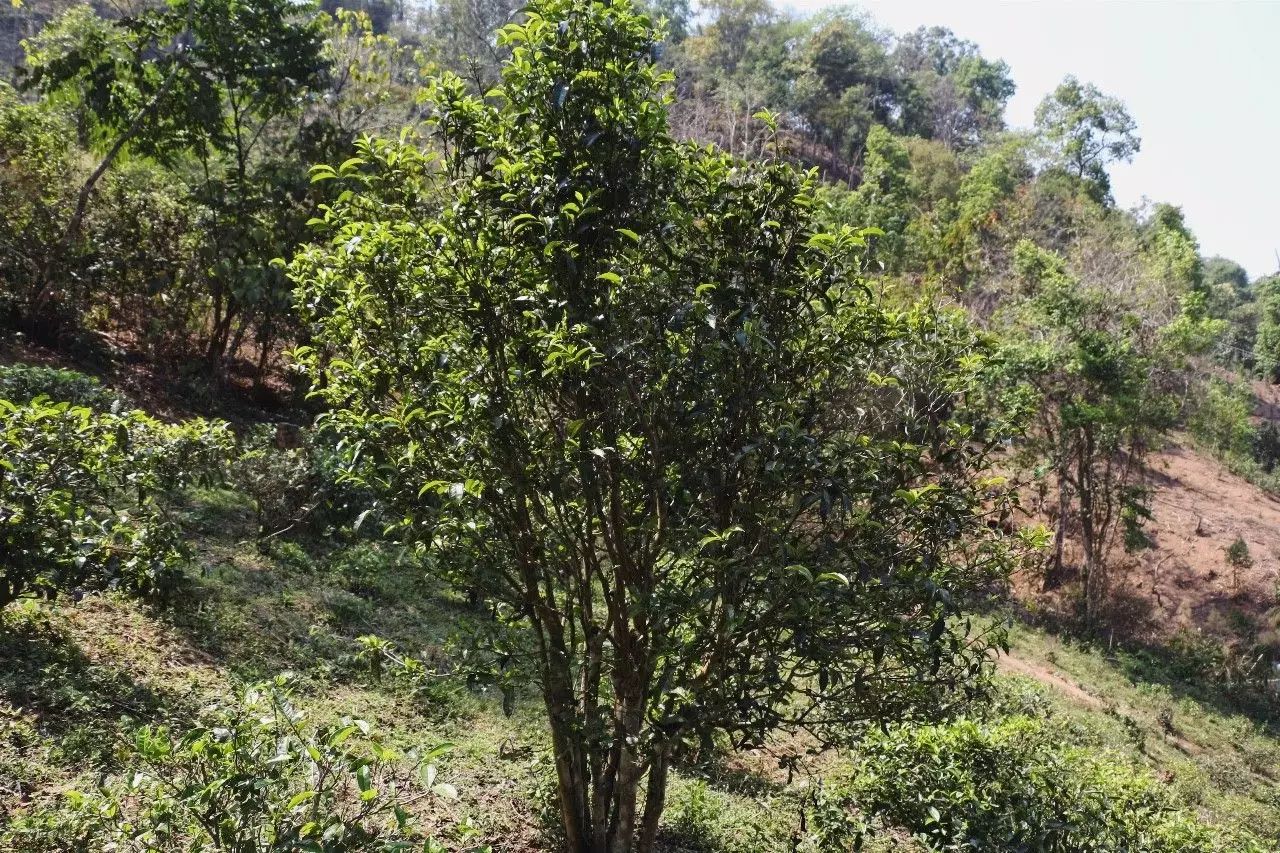 2023年彎弓古樹(shù)春茶價(jià)格是多少？