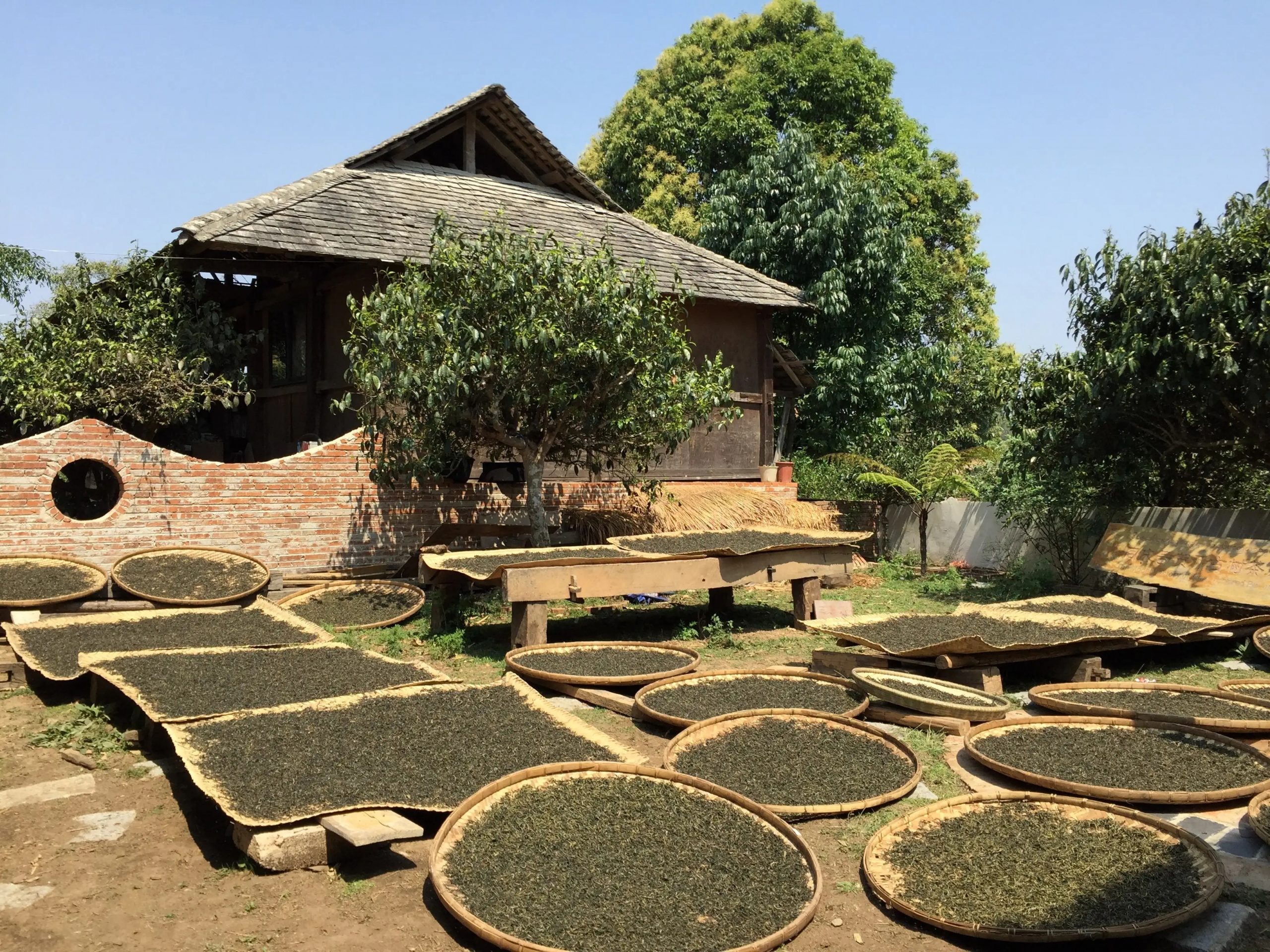 2023年彎弓古樹春茶多少一公斤？