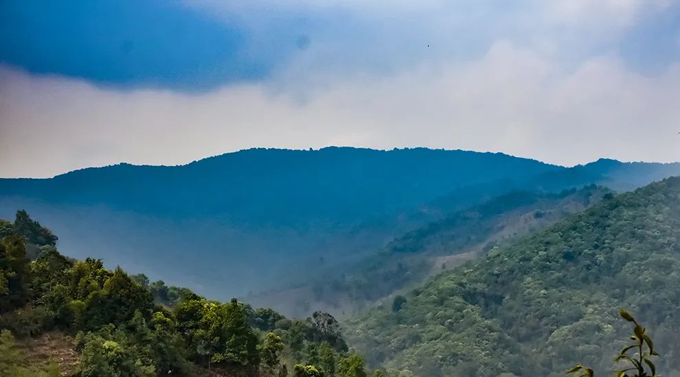 2023年勐庫大忠山古樹春茶品質(zhì)怎么樣？