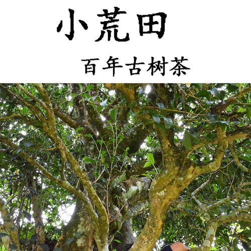 2023年勐庫小荒田古樹春茶特點？