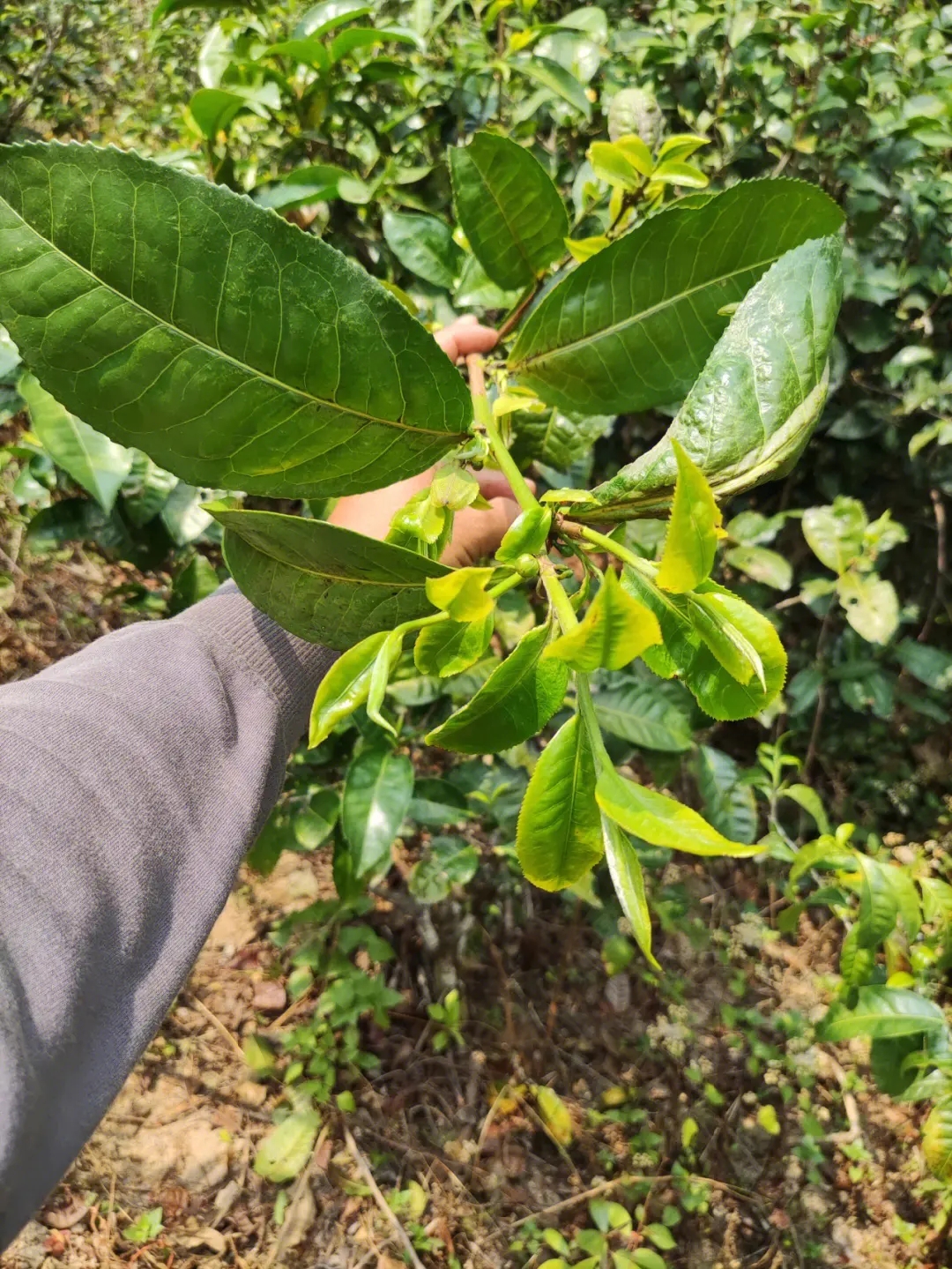 2023年勐庫(kù)小荒田古樹春茶品質(zhì)如何？