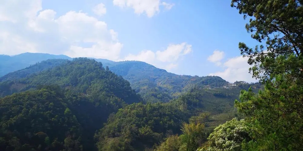 2023年勐庫豆腐寨古樹春茶品質(zhì)如何？