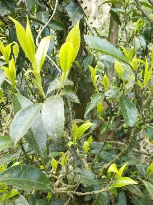 2023年勐庫河邊寨古樹春茶多少一公斤？