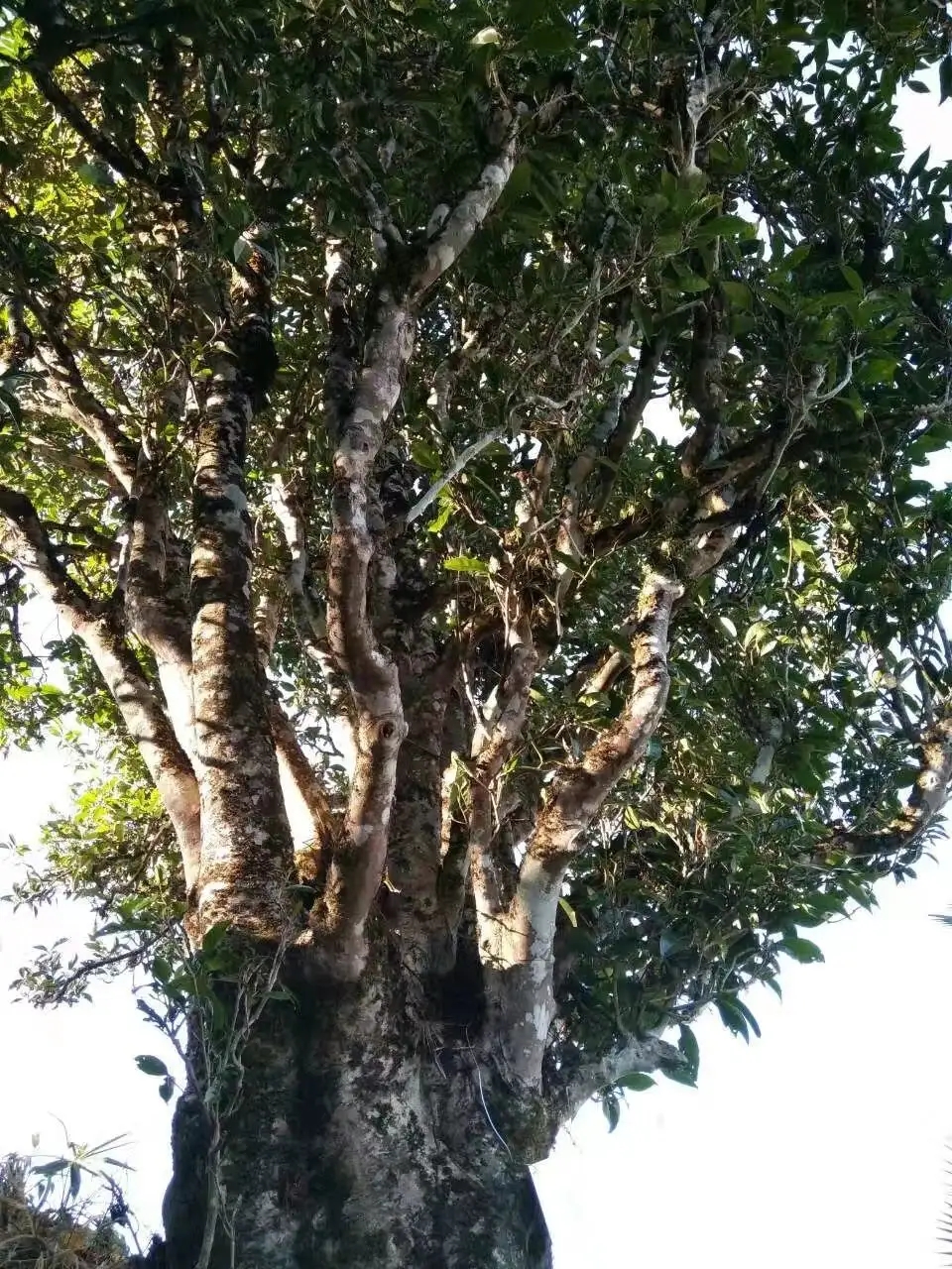 2023年麻栗坡古樹春茶口感怎么樣？