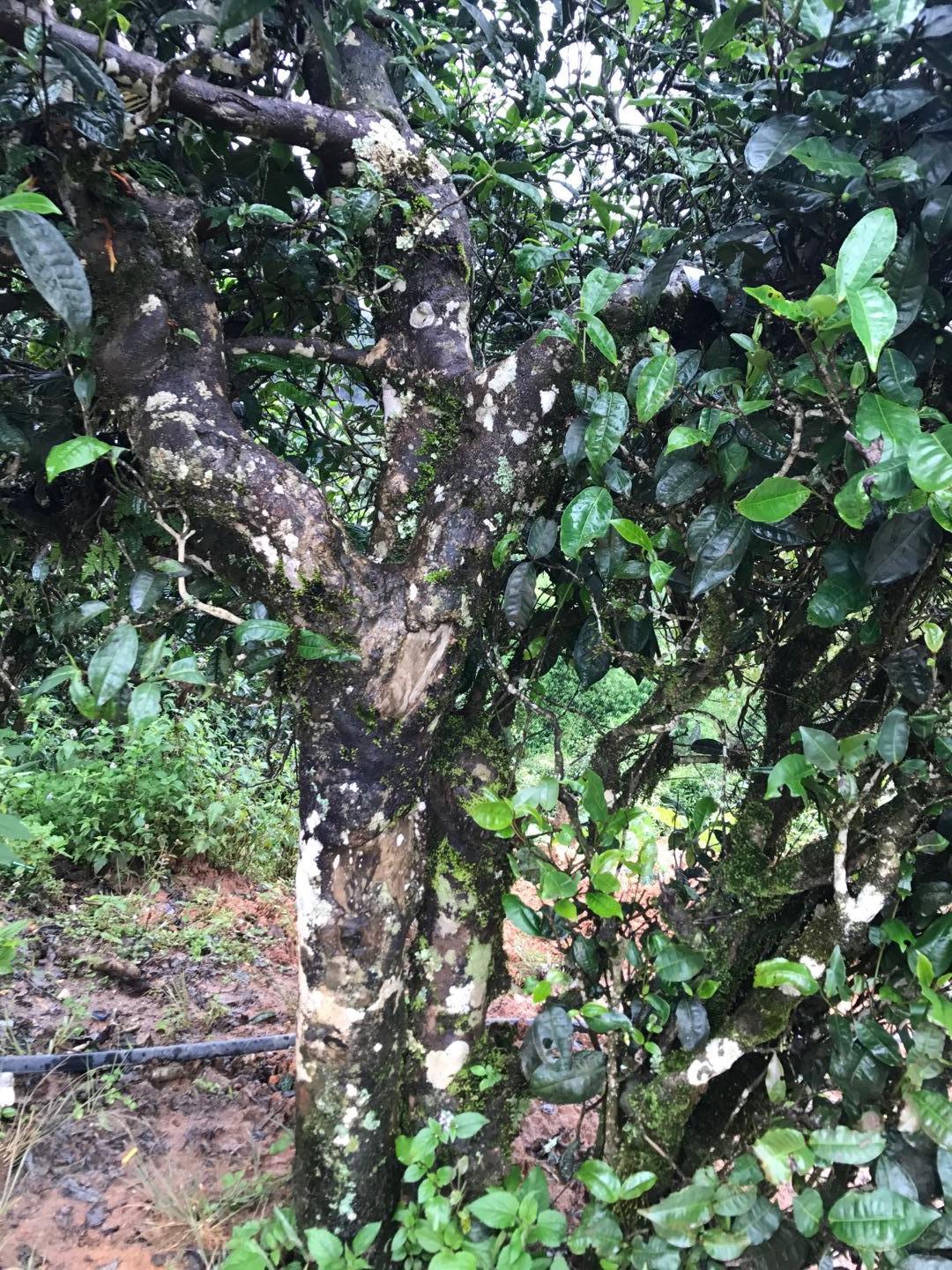 2023年麻栗坡古樹春茶價格是多少？