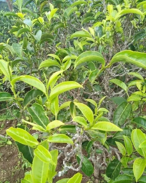 2023年鍋底塘古樹春茶品質(zhì)怎么樣？