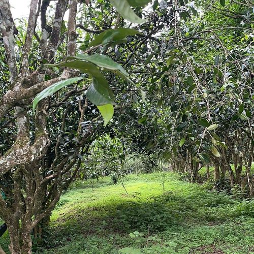 2023年永德大雪山古樹(shù)春茶特點(diǎn)是什么？