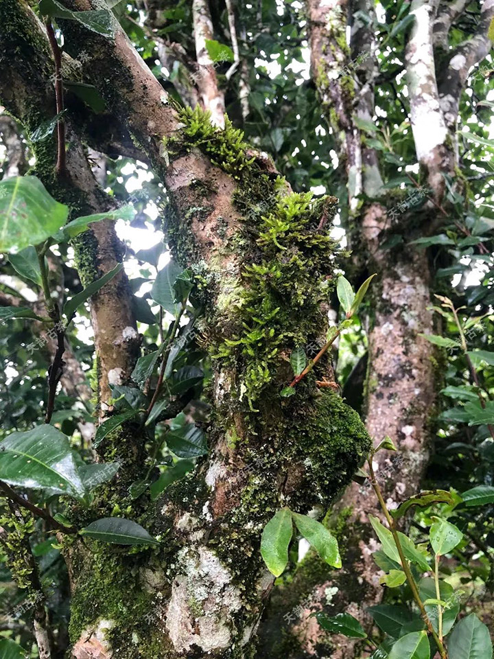 2023年永德大雪山古樹春茶品質(zhì)如何？