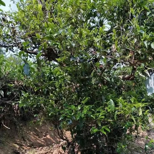 2023年永德大雪山古樹(shù)春茶口感怎么樣？