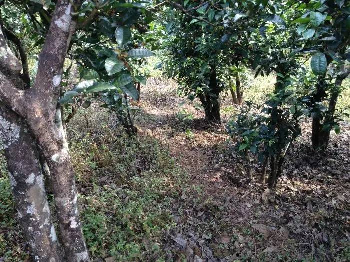 2023年永德大雪山古樹春茶價(jià)格是多少？