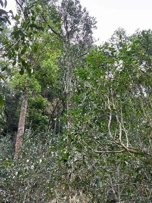 2023年多依樹(shù)古樹(shù)春茶品質(zhì)如何？